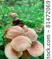 Snail is crawling through the mushroom family 81472069