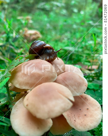 Snail is crawling through the mushroom family 81472069