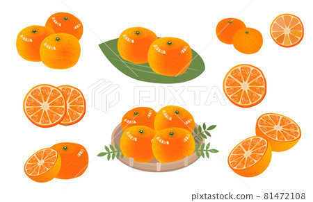 橘子插圖集水果水果 81472108