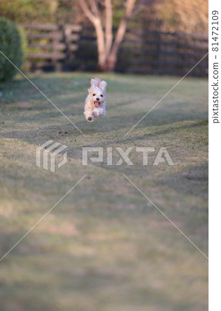 狗笑著跑上山 81472109