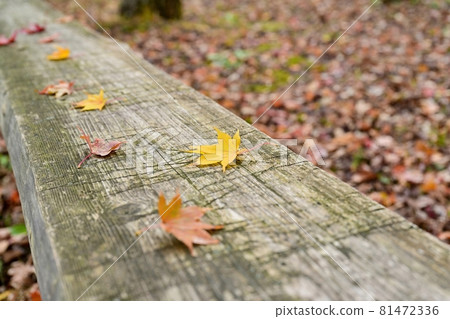 Scenery of maple that fell on the bench @ Saiko Wild Bird Forest Park, Yamanashi 81472336