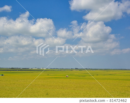 Fruited rice ears and rice harvesting scenery Fruited rice ears and rice harvesting scenery 81472462