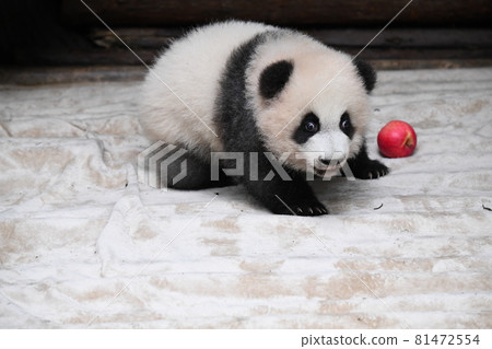 灰色的熊貓寶寶在玩蘋果 灰色的熊貓寶寶在玩蘋果 81472554