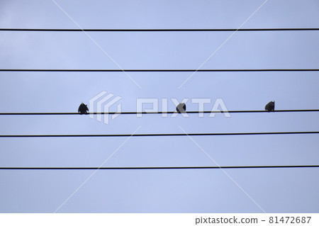 Staff image (Shi Shi Shi) Staff image (three little birds) 81472687