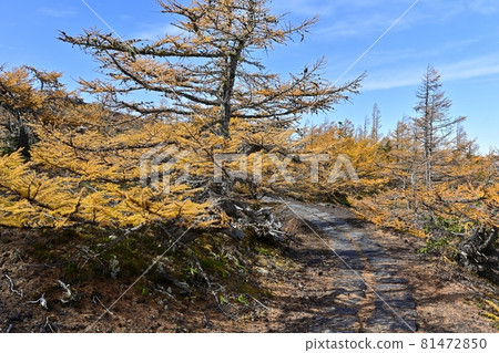 通往富士山五合目附近落葉松林的中路 81472850