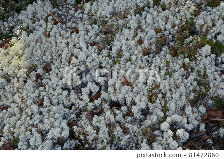 A community of reindeer lichens around the garden on the 5th station of Mt. Fuji A community of reindeer lichens around the garden on the 5th station of Mt. Fuji 81472860