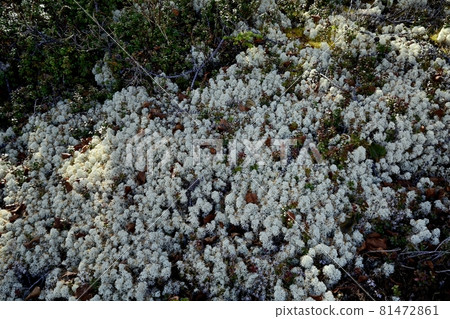 A community of reindeer lichens around the garden on the 5th station of Mt. Fuji A community of reindeer lichens around the garden on the 5th station of Mt. Fuji 81472861