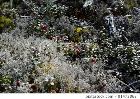 Red fruit of cowberry in a community of reindeer lichens around the garden of the 5th station of Mt. Fuji 81472862