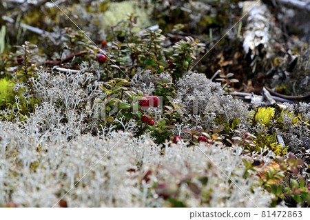 Red fruit of cowberry in a community of reindeer lichens around the garden of the 5th station of Mt. Fuji Red fruit of cowberry in a community of reindeer lichens around the garden of the 5th station of Mt. Fuji 81472863