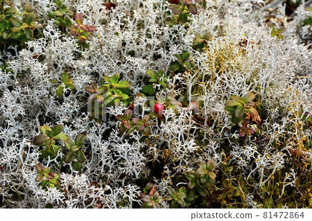 Red fruit of cowberry in a community of reindeer lichens around the garden of the 5th station of Mt. Fuji 81472864