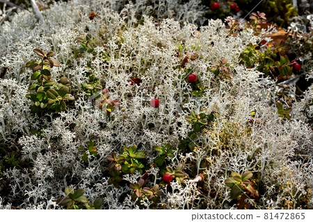 Red fruit of cowberry in a community of reindeer lichens around the garden of the 5th station of Mt. Fuji Red fruit of cowberry in a community of reindeer lichens around the garden of the 5th station of Mt. Fuji 81472865