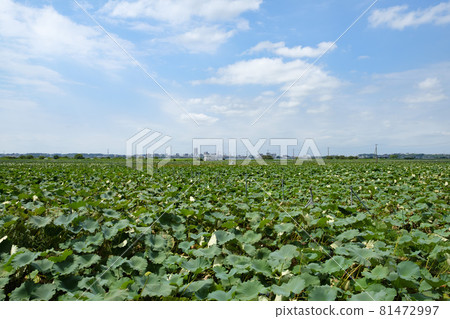 霞浦湖畔的蓮花稻田 霞浦湖畔的蓮花稻田 81472997