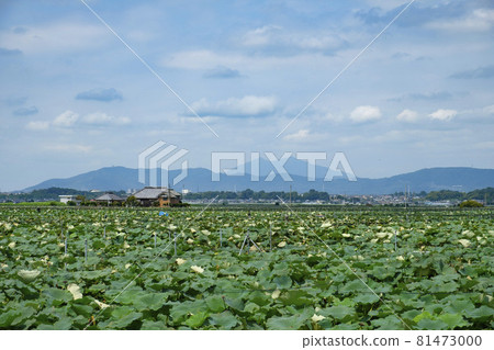 Lotus fields on the shores of Lake Kasumigaura and Mount Tsukuba 81473000