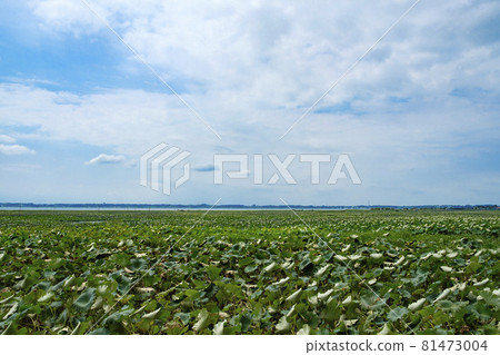 Lotus rice fields on the shores of Lake Kasumigaura 81473004