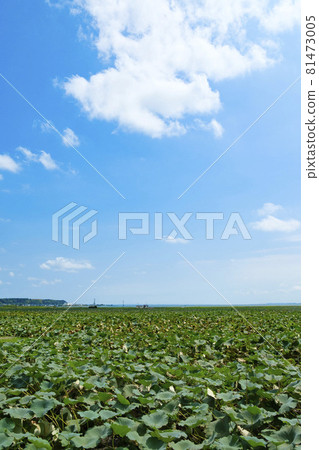 Lotus rice fields on the shores of Lake Kasumigaura 81473005