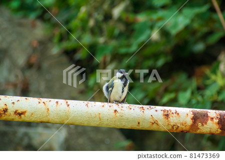 Great tit Great tit 81473369
