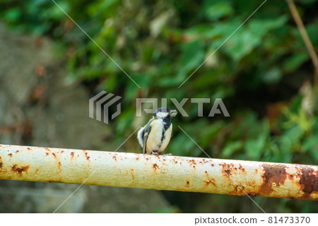 Great tit Great tit 81473370