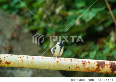 Great tit Great tit 81473371