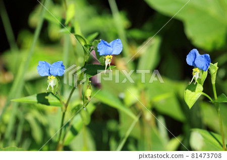 Commelina communis flower Miwa, Tadami Town, Fukushima Prefecture Commelina communis flower Miwa, Tadami Town, Fukushima Prefecture 81473708