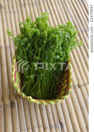 Paco Fern, Small Vegetable fern, Vegetable fern in basket Paco Fern, Small Vegetable fern, Vegetable fern in basket 81474047