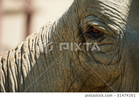 Close-up of the face of a Sri Lankan elephant Close-up of the face of a Sri Lankan elephant 81474161