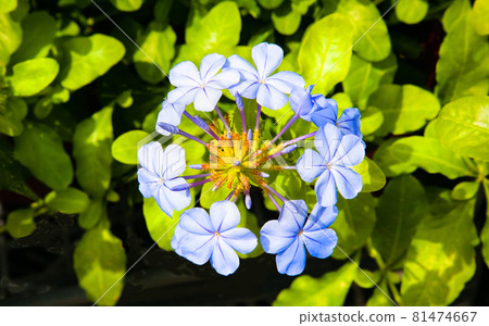 The pale purple flowers of Purumbako are in bloom. 81474667