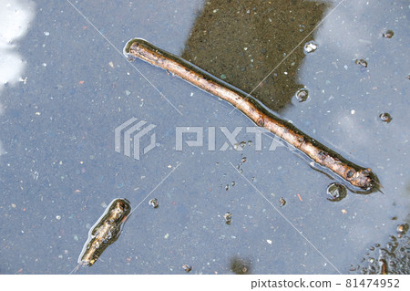 Puddle, rain, reflection, rainy season, water droplets, outdoors, road, water, water surface, nature, reflection, surface Puddle, rain, reflection, rainy season, water droplets, outdoors, road, water, water surface, nature, reflection, surface 81474952