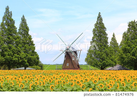 Akebonoyama Agricultural Park Sunflowers and windmills Akebonoyama Agricultural Park Sunflowers and windmills 81474976