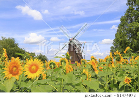 Akebonoyama Agricultural Park Sunflowers and windmills Akebonoyama Agricultural Park Sunflowers and windmills 81474978