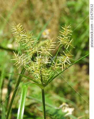Flowers of the sedge family "Nutsugu" 81475632