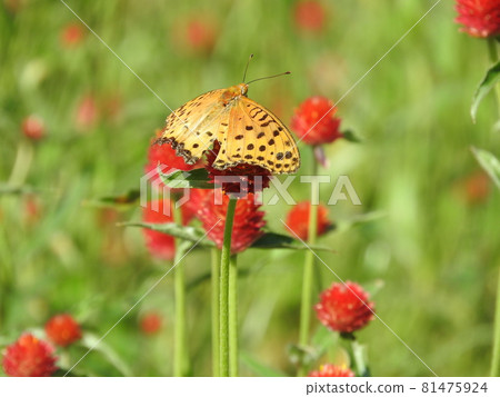 用莧菜吸蜜的“印度貝母”♂ 81475924