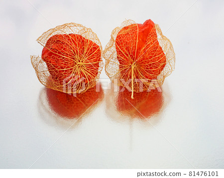 With red physalis and openwork physalis silver background With red physalis and openwork physalis silver background 81476101