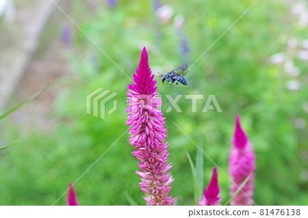 快樂的藍蜂 Rurimon 蜜蜂棲息在 Nogeito 快樂的藍蜂 Rurimon 蜜蜂棲息在 Nogeito 81476138