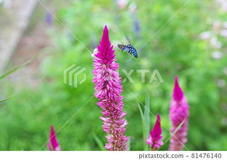 飛向 Nogeito 的快樂藍蜜蜂 Rurimon 蜜蜂 81476140