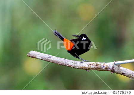 Scarlet-rumped tuna moving around quickly on a branch 81476179