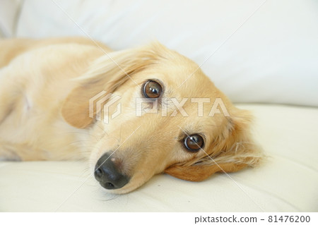 Lying down miniature dachshund 81476200