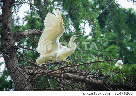 一隻白鷺坐在樹上拍打翅膀,野生動物,野鳥。 一隻白鷺坐在樹上拍打翅膀,野生動物,野鳥。 81476266