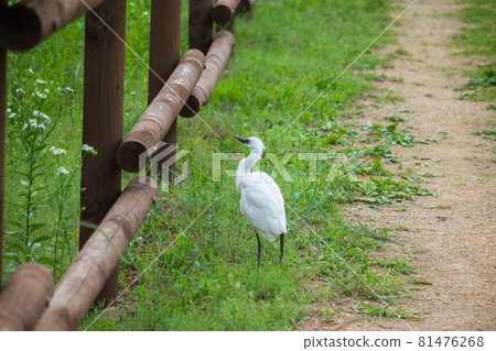 一隻幼鳥,一隻小白鷺,在公園散步。 一隻幼鳥,一隻小白鷺,在公園散步。 81476268