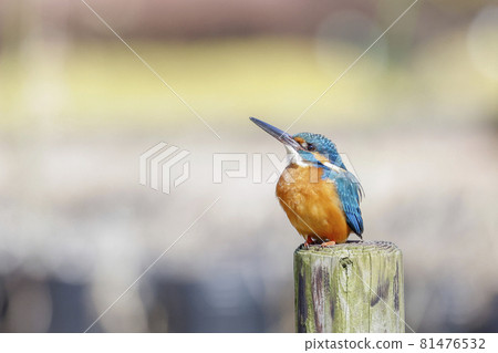 Kingfisher bitch Kingfisher bitch 81476532