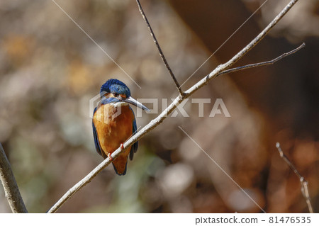 Kingfisher staying on a branch Kingfisher staying on a branch 81476535