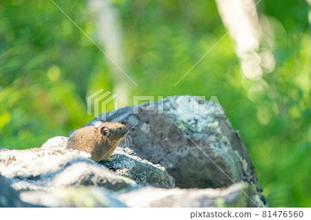 Child's pika meditating on a rocky summer rock 81476560