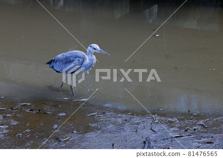 Gray heron walking 81476565
