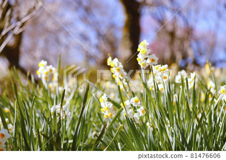 [Tokyo] Keio Mogusaen in early spring Nihonzuisen 81476606