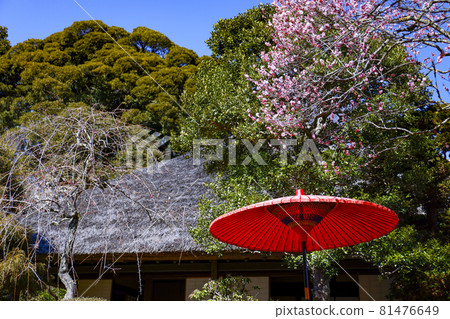 [Tokyo] Keio Mogusaen at the Plum Festival 81476649