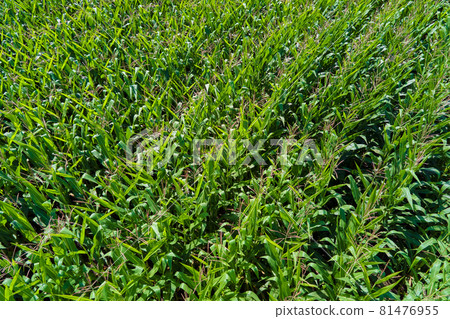Aerial view og corn field Aerial view og corn field 81476955