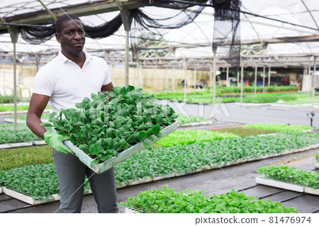 African american working in orangery - caring for various plants 81476974
