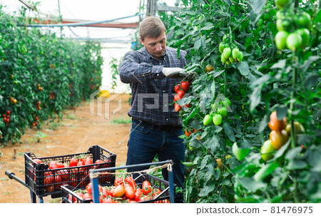 Male farmer harvesting ripe tomatoes in greenhouse 81476975