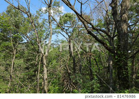 福島縣只見町橡樹林中的柞木枯萎病 福島縣只見町橡樹林中的柞木枯萎病 81476986