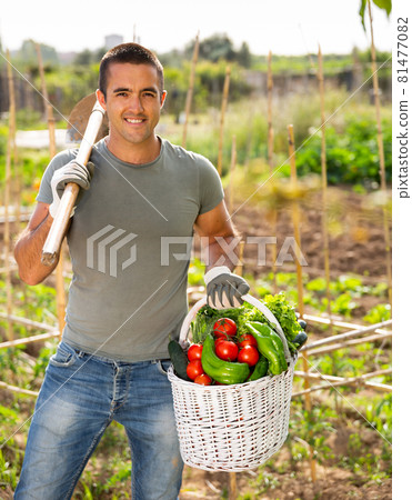 Joyful latino man harvesting vegetables in a basket 81477082