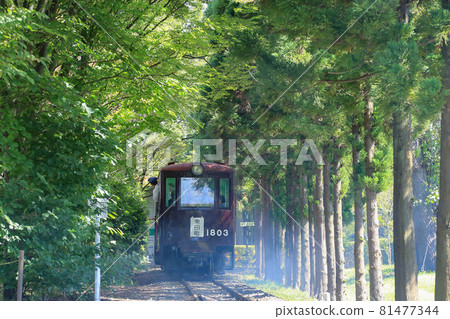 森林中的鐵路 森林中的鐵路 81477344